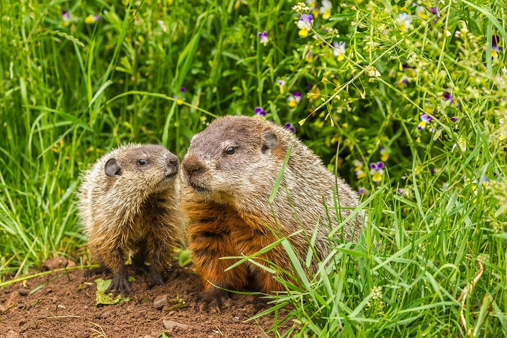 Minnesota-Pine County Adult woodchuck and kits
